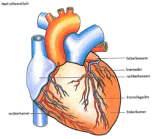 Het Hart Van De Zeearend De zeearend Het Hart Van De Zeearend De zeearend